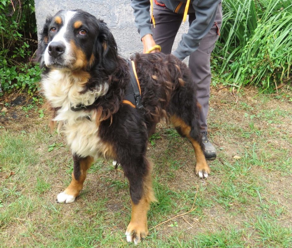 Isma - Chien Bouvier Bernois à adopter - photo 2