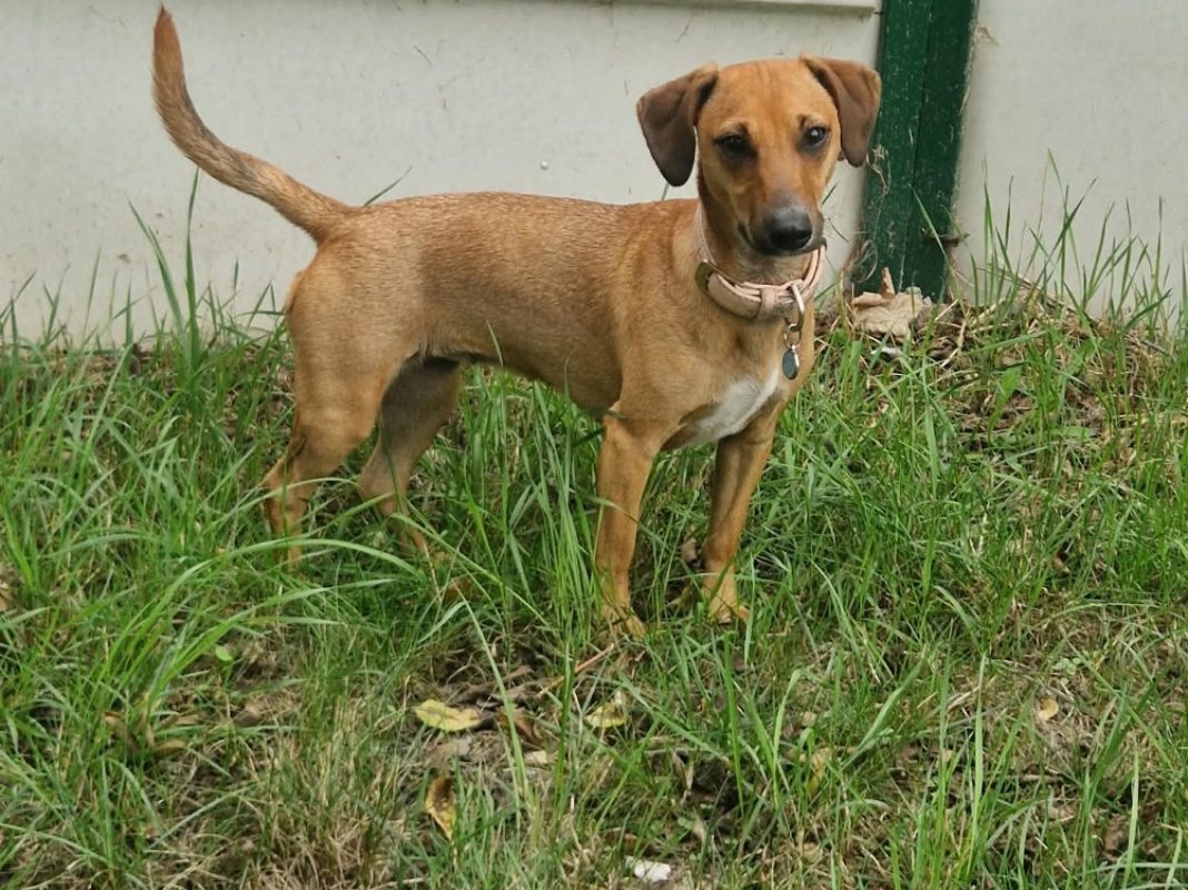 Naya - Chien à adopter
