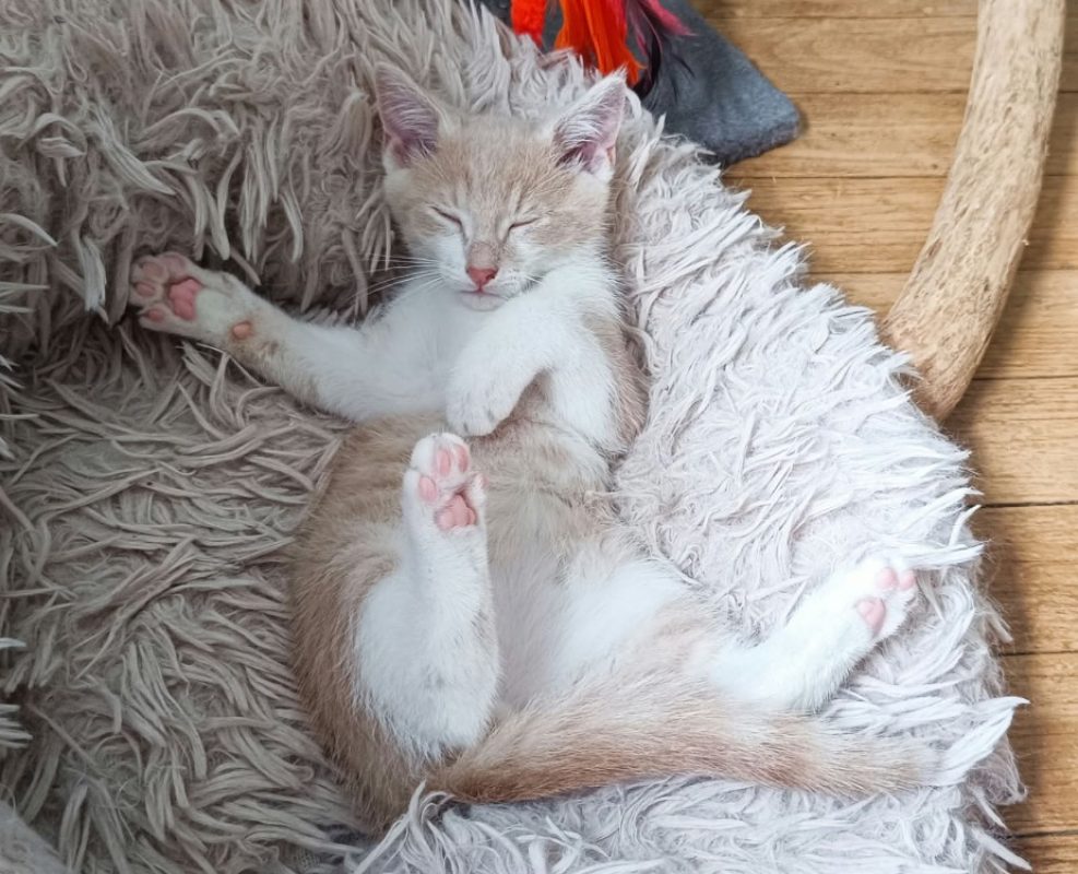 Mistral - Chat Européen à adopter