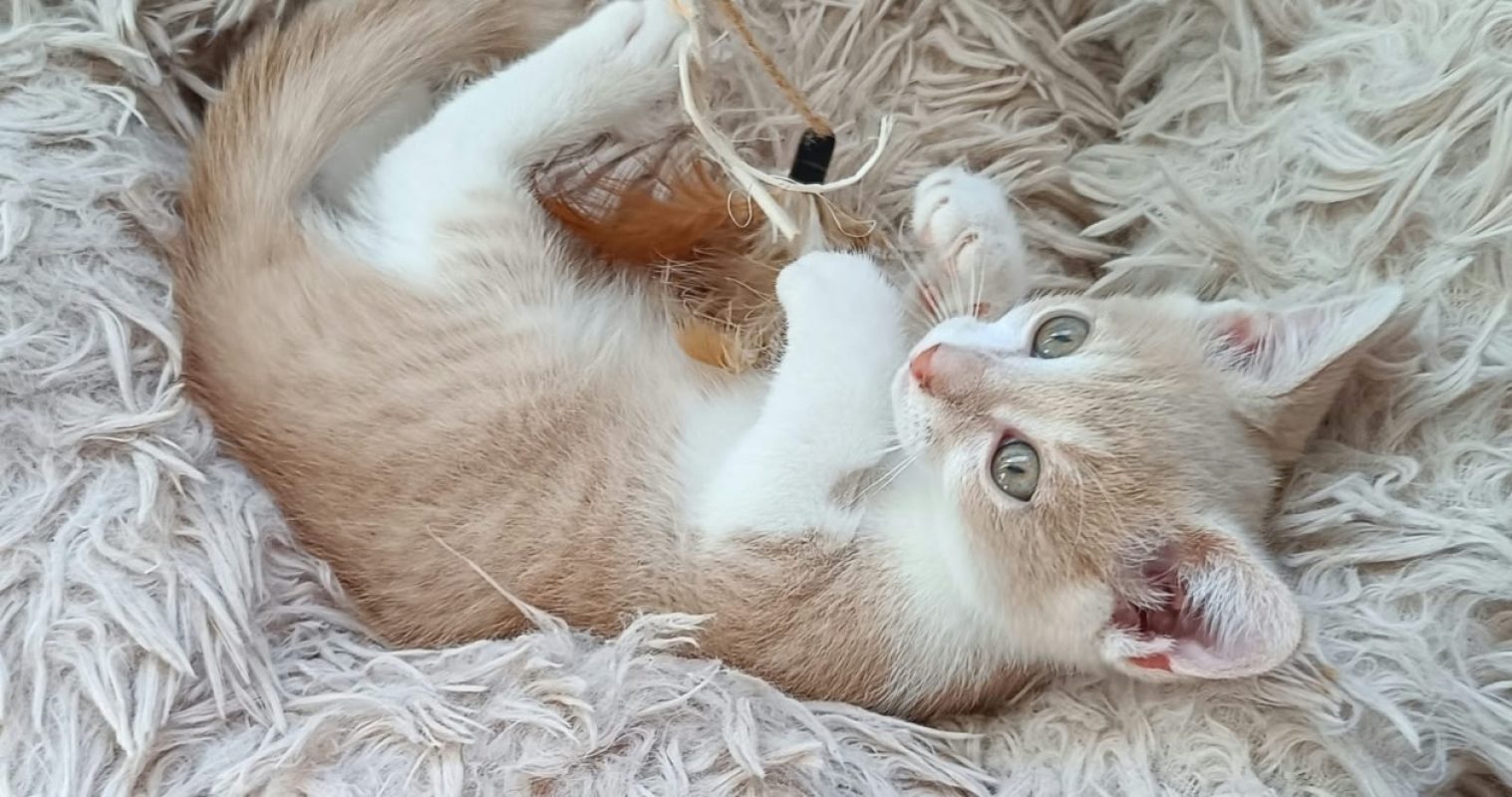 Mistral - Chat Européen à adopter - photo 2
