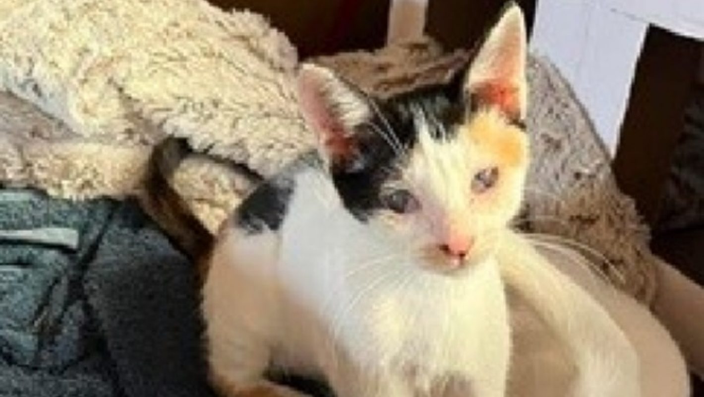 Ninou - Chat Européen à adopter
