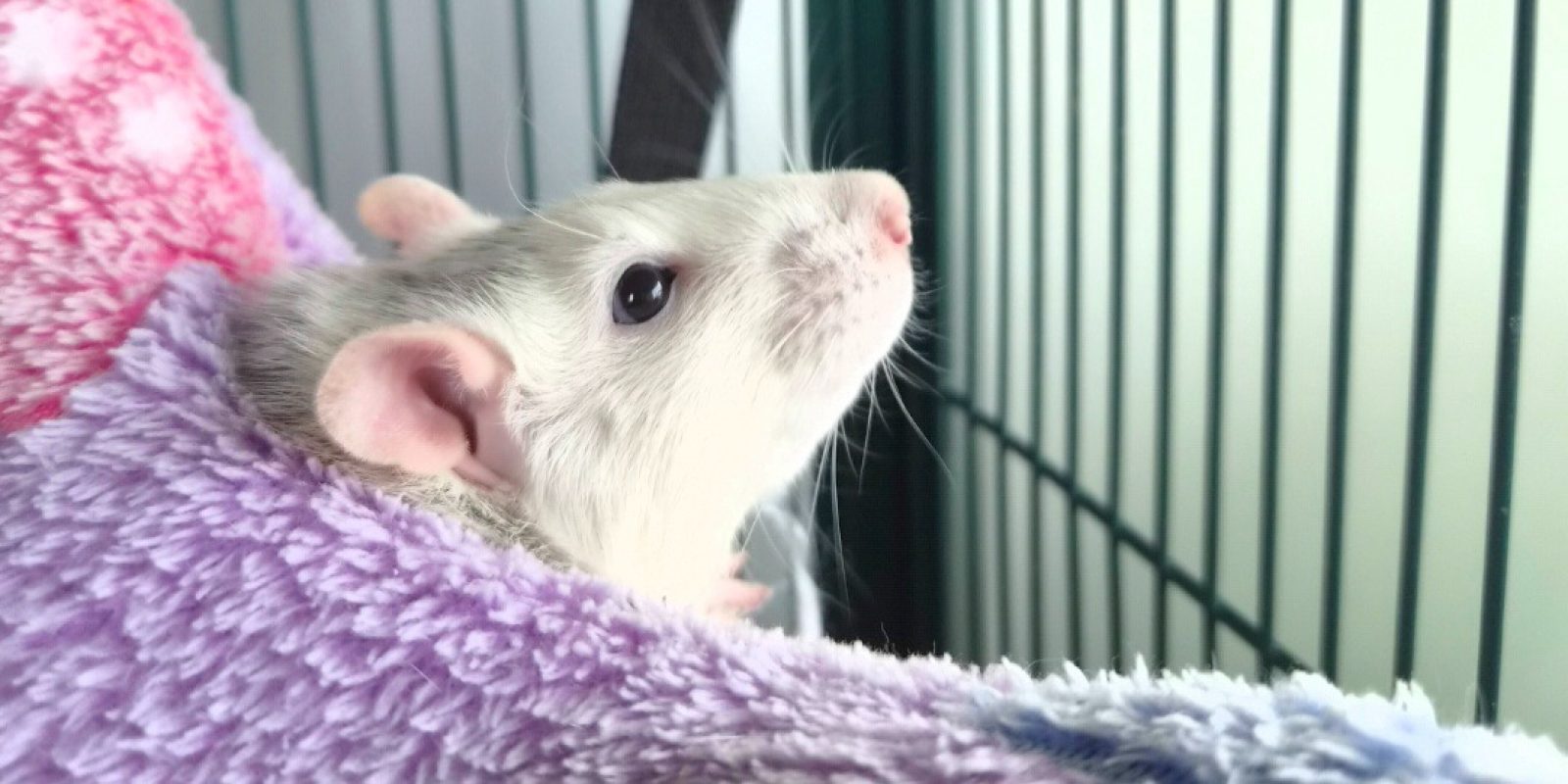 Remy - Rongeur Rat à adopter