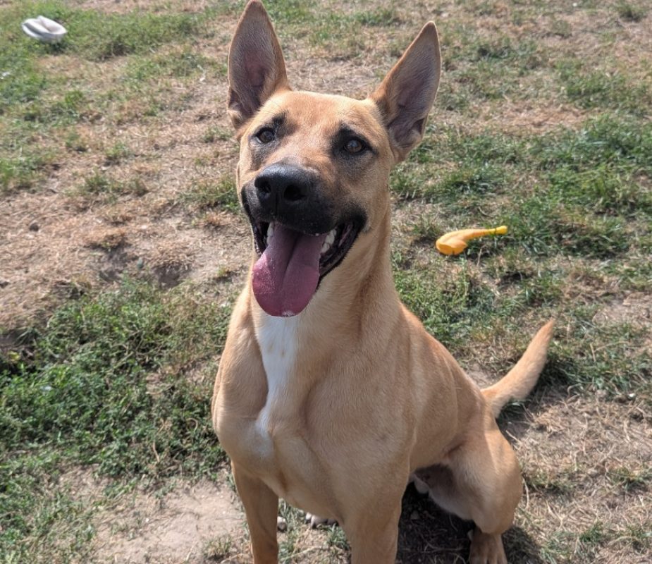Sahara - Chien Berger à adopter