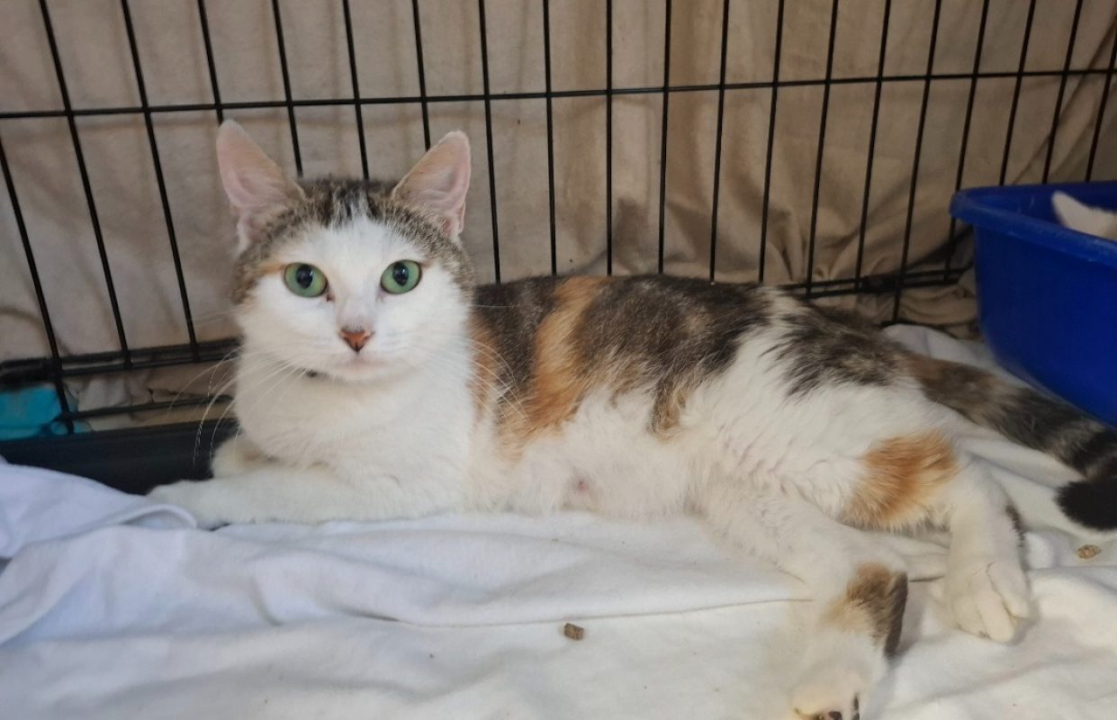 Ricotte - Chat Européen à adopter
