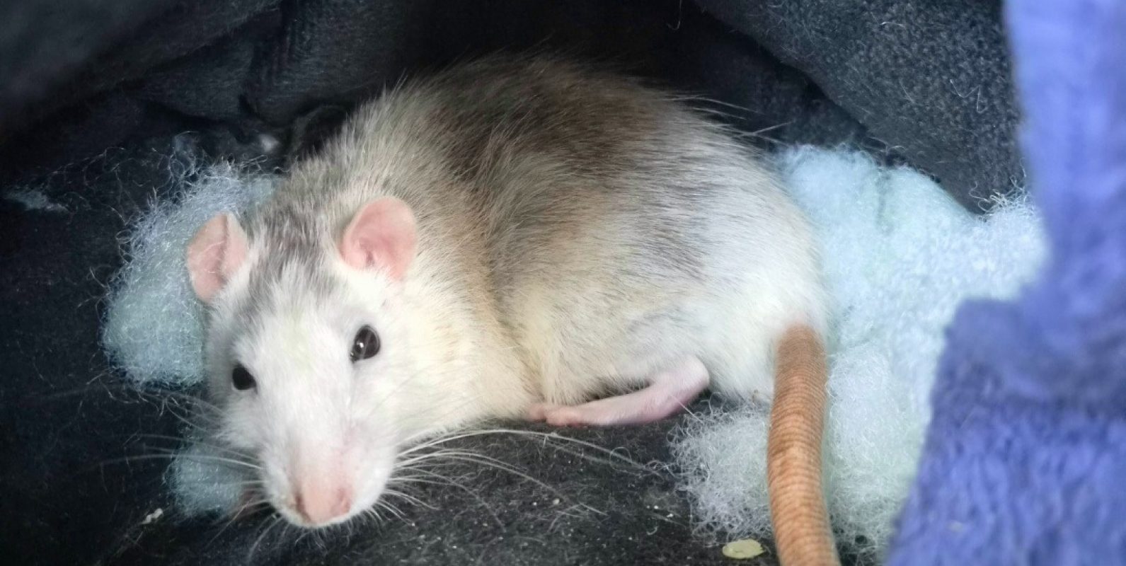 Bernardo - Rongeur Rat à adopter