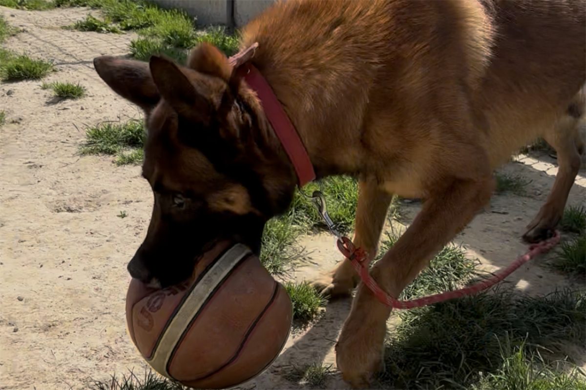 Boumbo - Chien Berger Belge Malinois à adopter