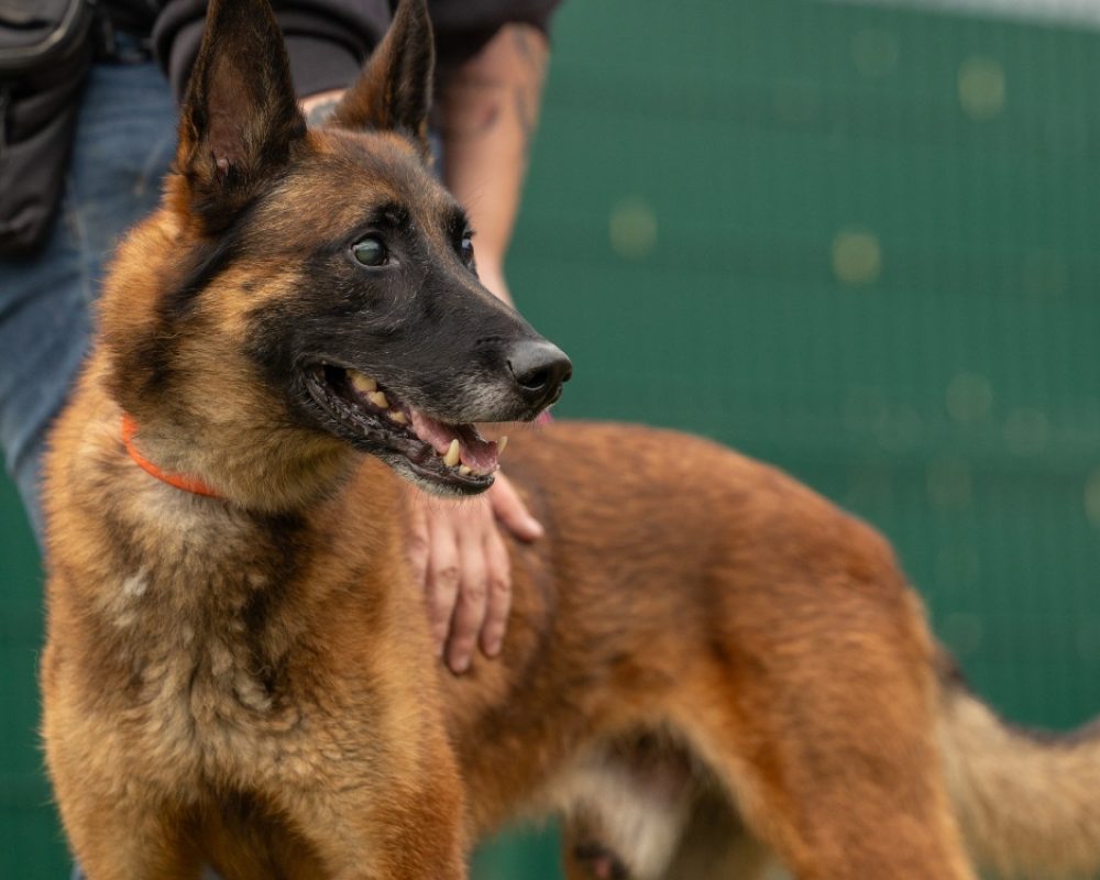 Boumbo - Chien Berger Belge Malinois à adopter