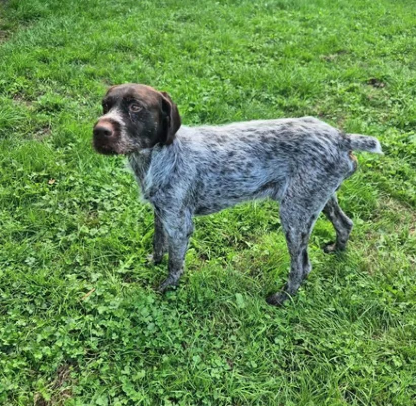 Pollux - Chien Braque allemand à poil court à adopter