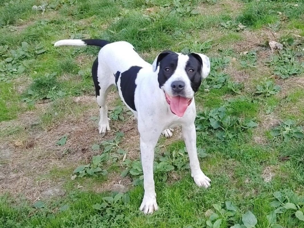 Flora - Chien à adopter