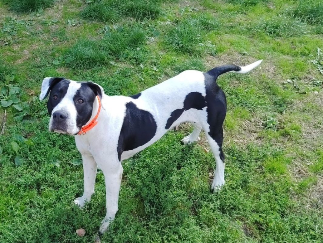 Flora - Chien à adopter - photo 2