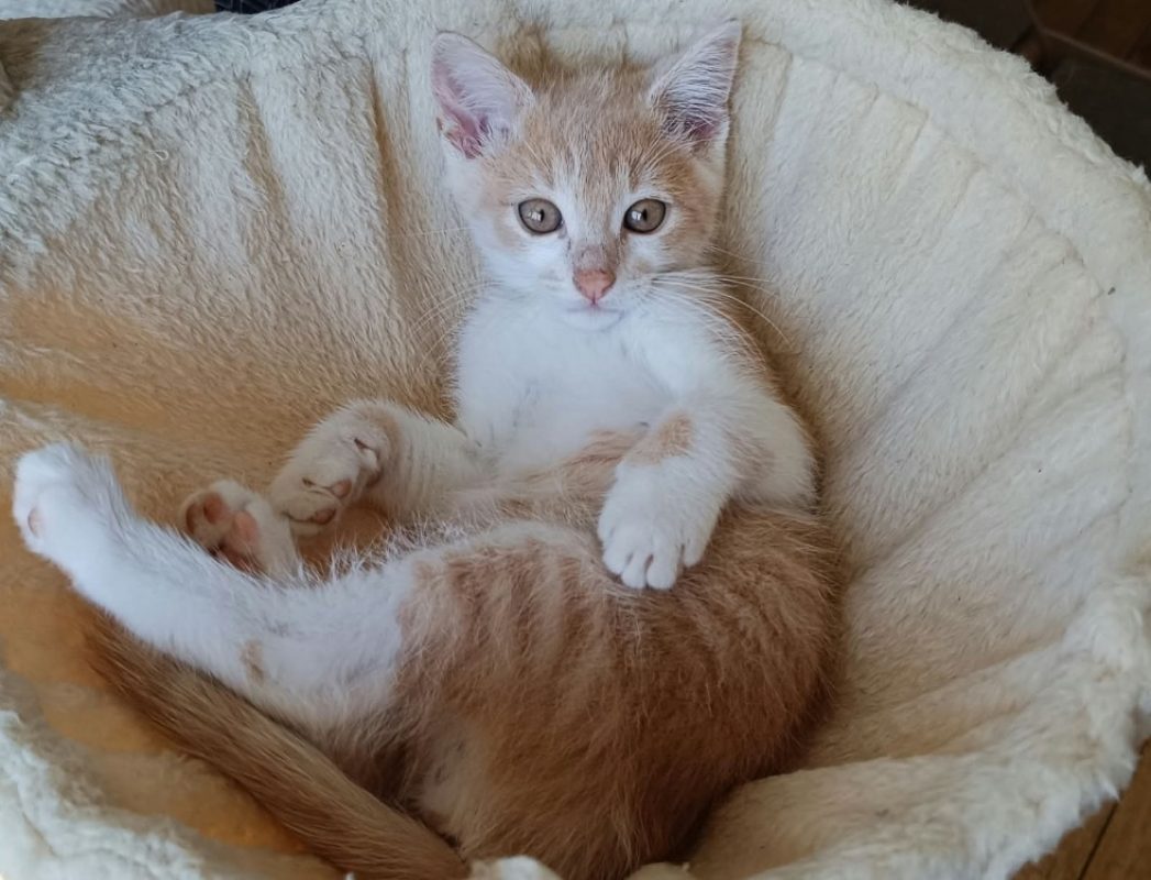 Oursin - Chat Européen à adopter