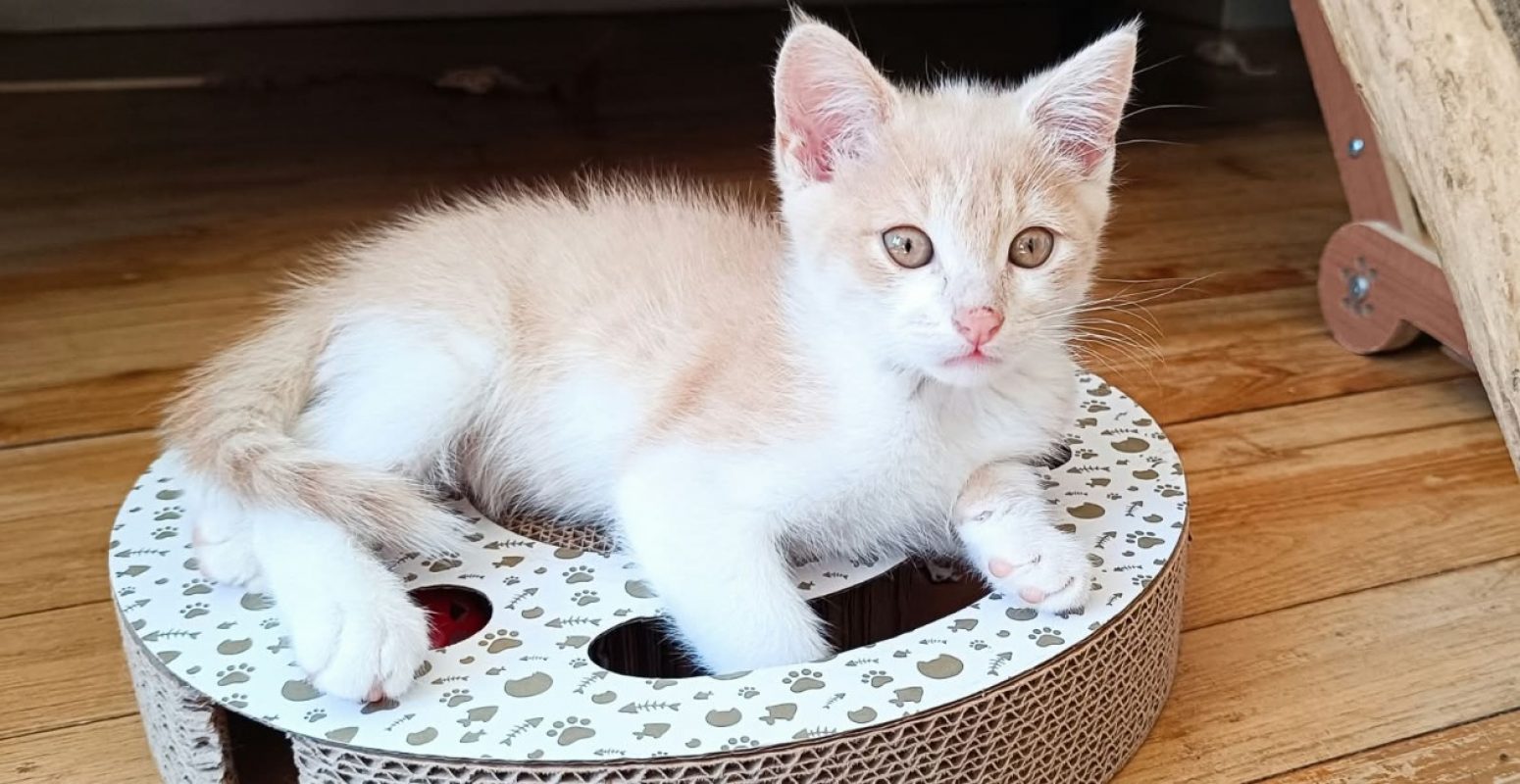 Oursin - Chat Européen à adopter - photo 2