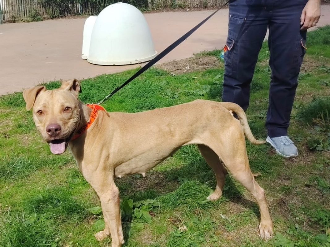 Lola - Chien à adopter