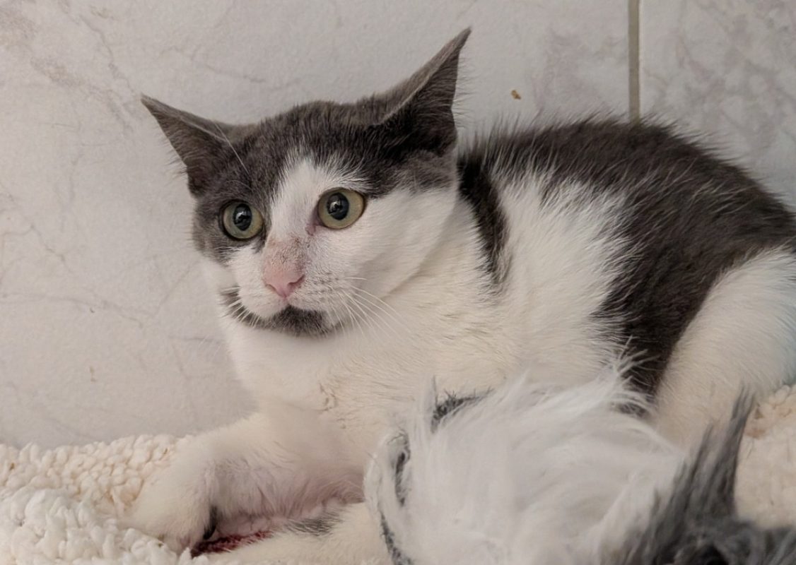 Tonix - Chat Européen à adopter