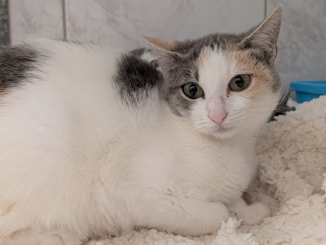Doris - Chat Européen à adopter
