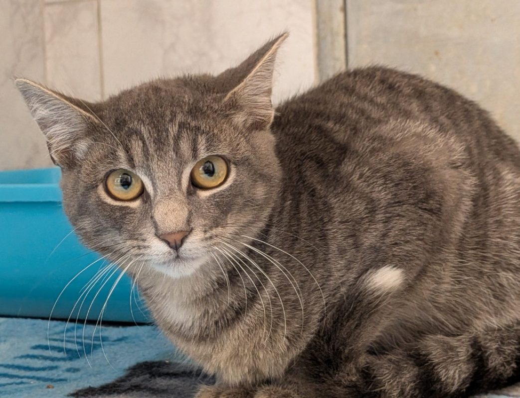 Doros - Chat Européen à adopter