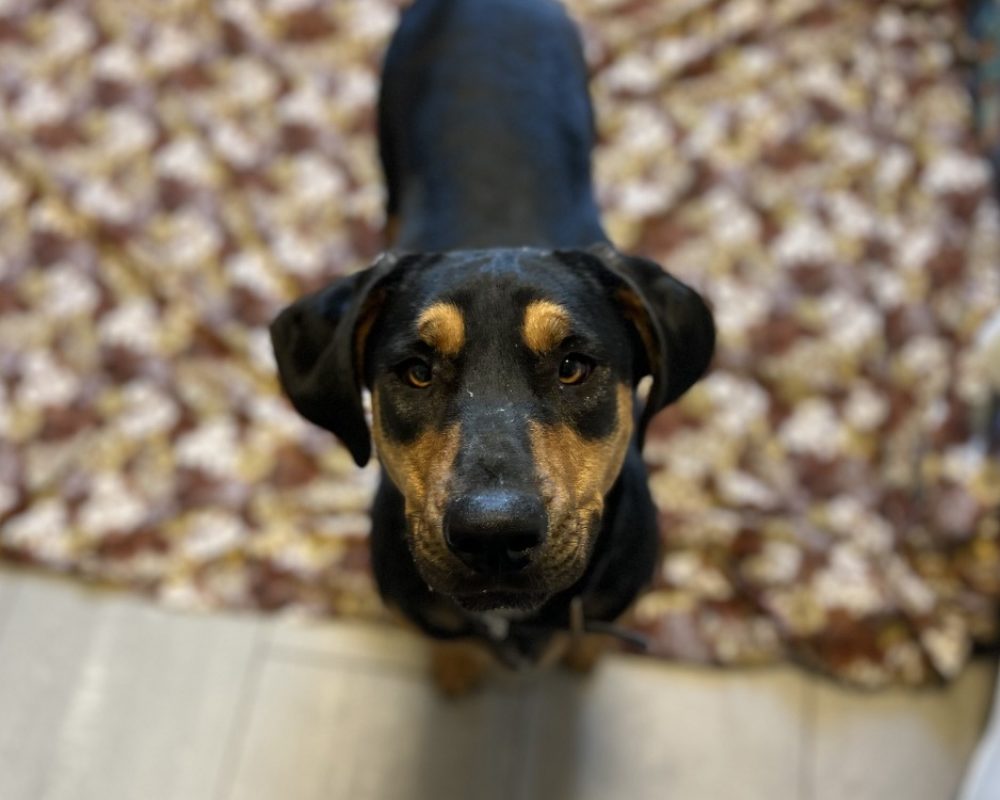 Nala - Chien à adopter