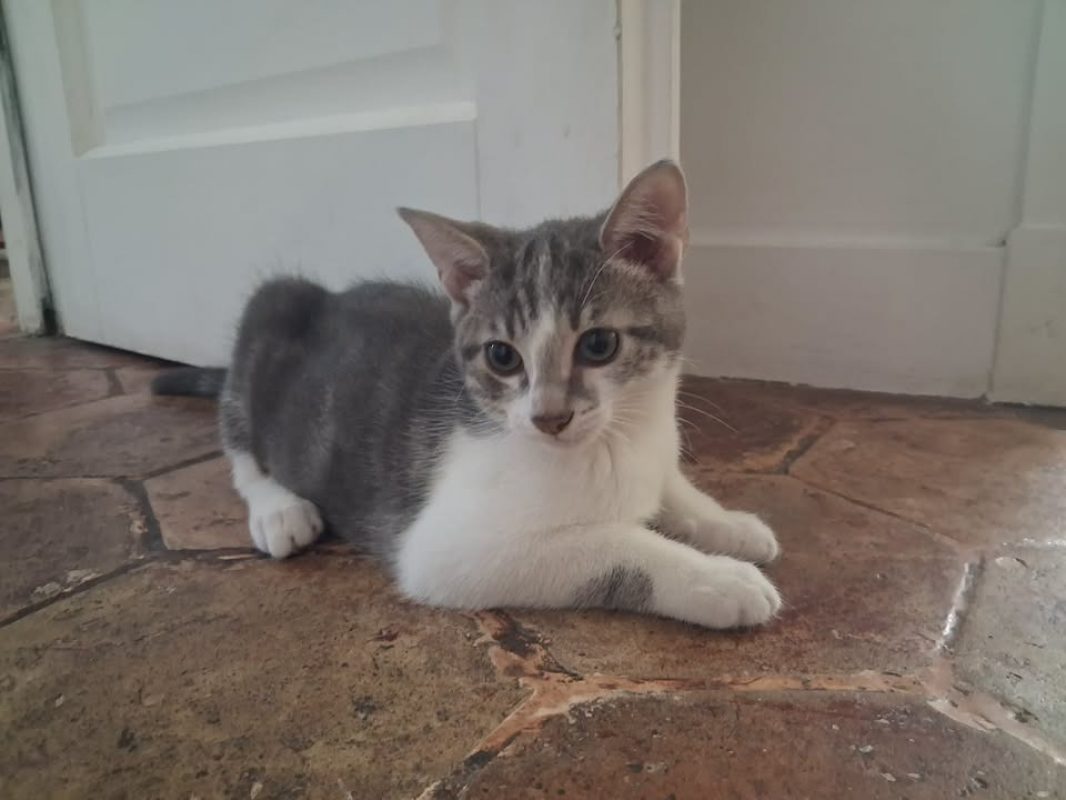 Lisa - Chat Européen à adopter