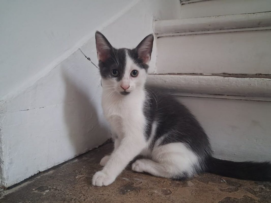 Bart - Chat Européen à adopter