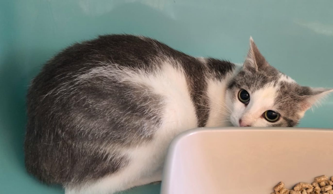 Itchy - Chat Européen à adopter