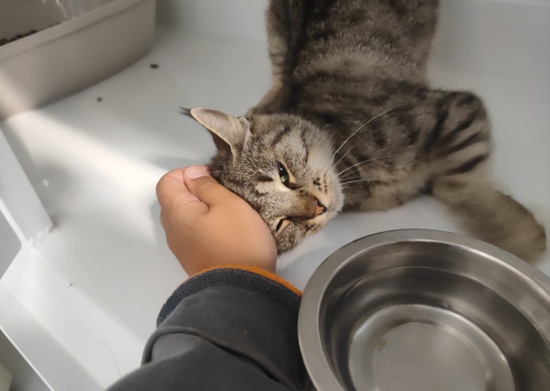 Ambre - Chat Européen à adopter
