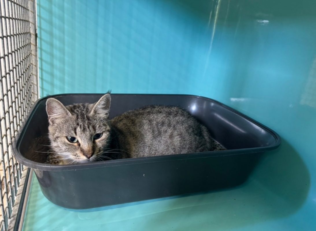 Ambre - Chat Européen à adopter - photo 2