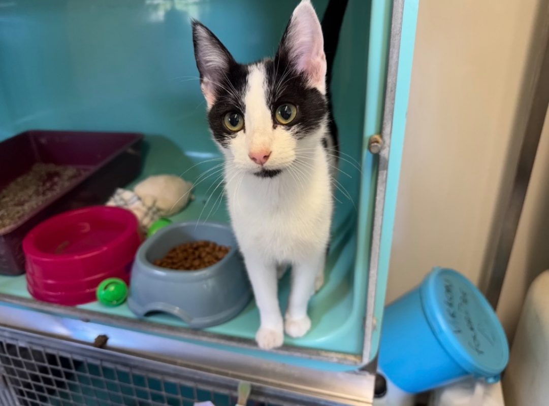 Miel - Chat Européen à adopter