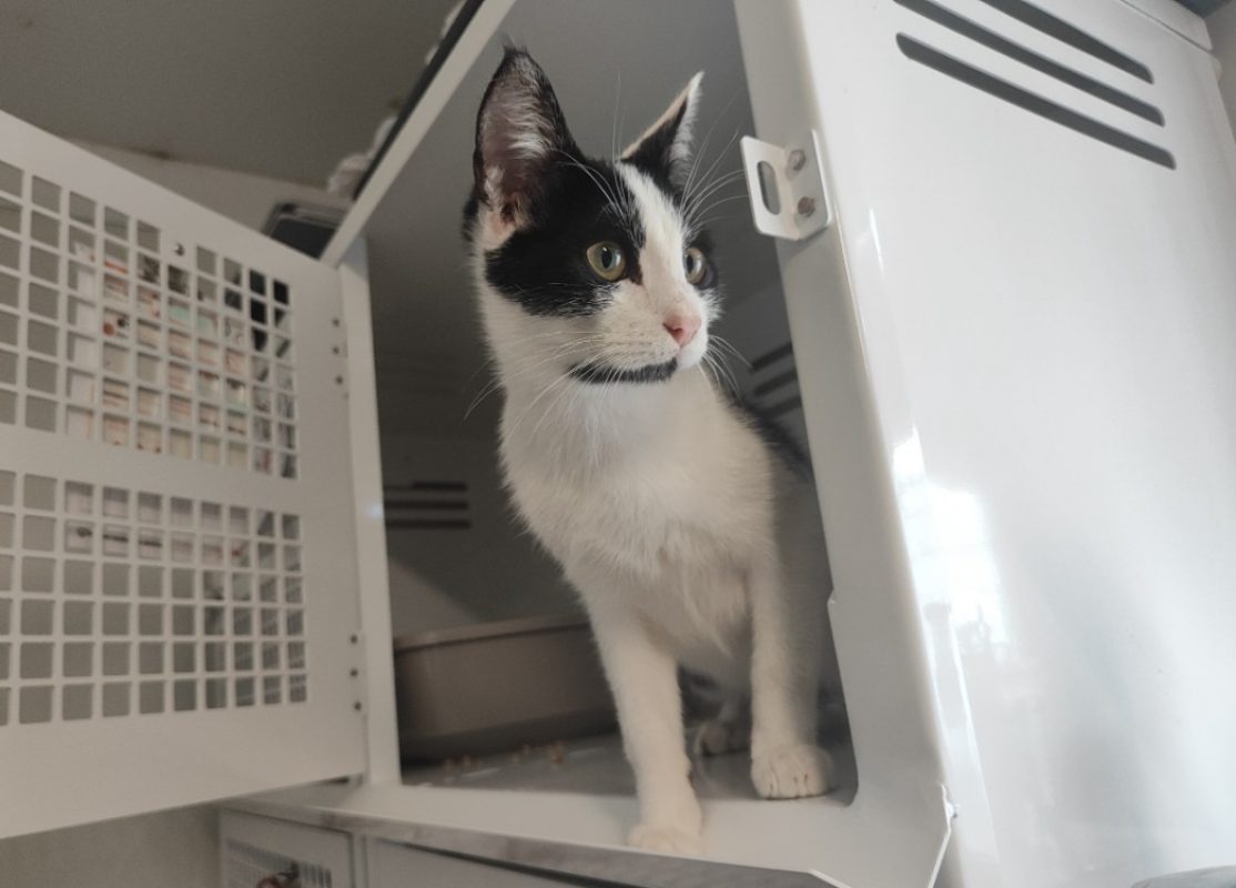 Miel - Chat Européen à adopter - photo 2