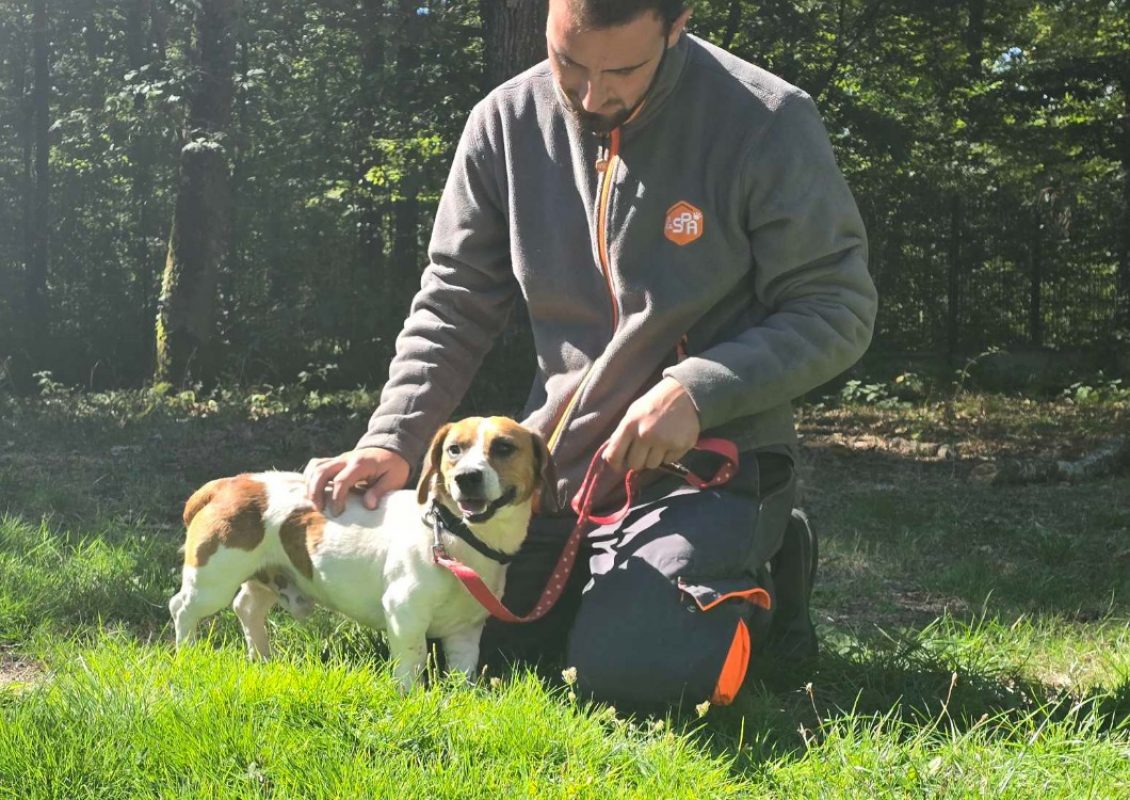 Flamby - Chien à adopter