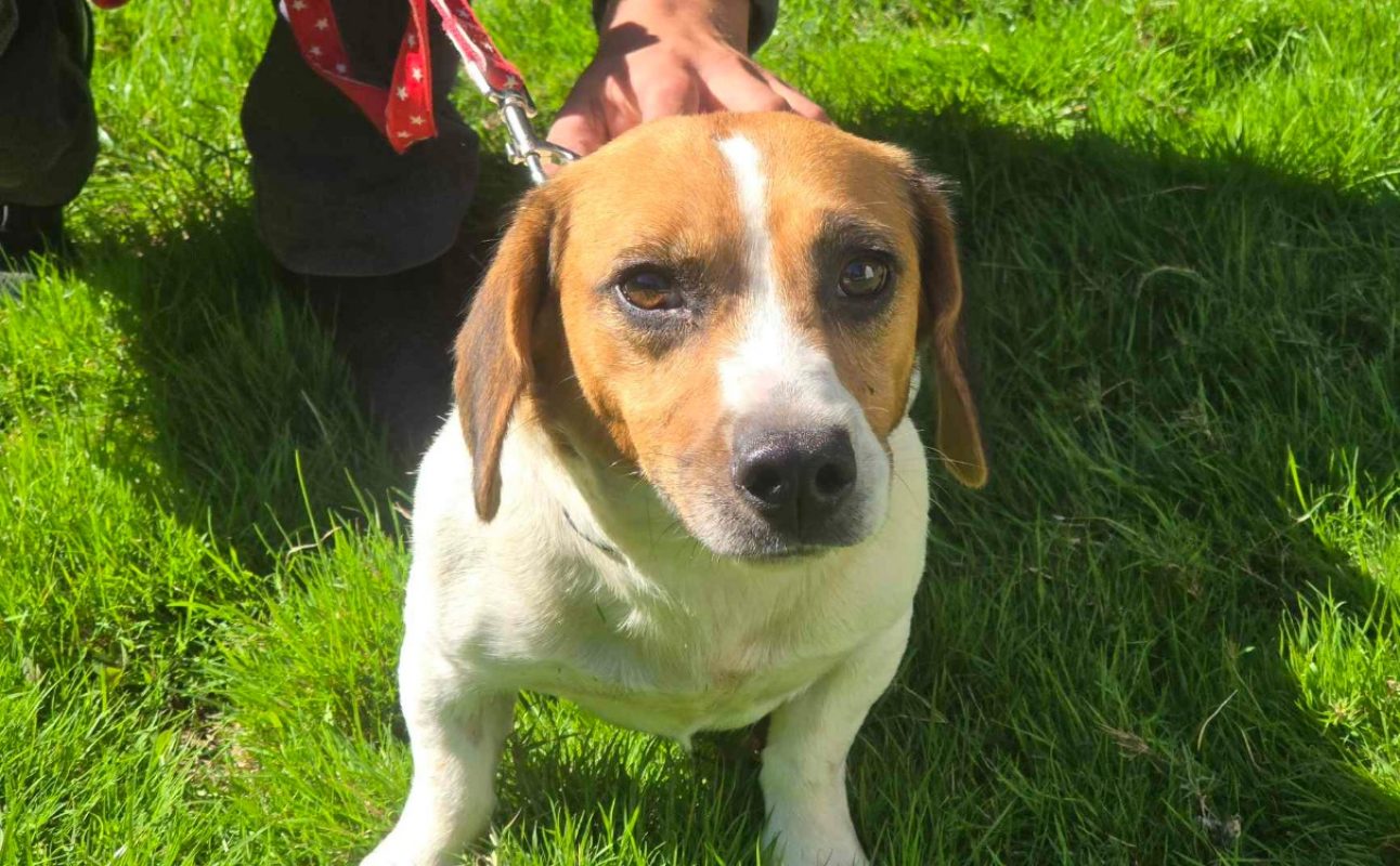Flamby - Chien à adopter - photo 2