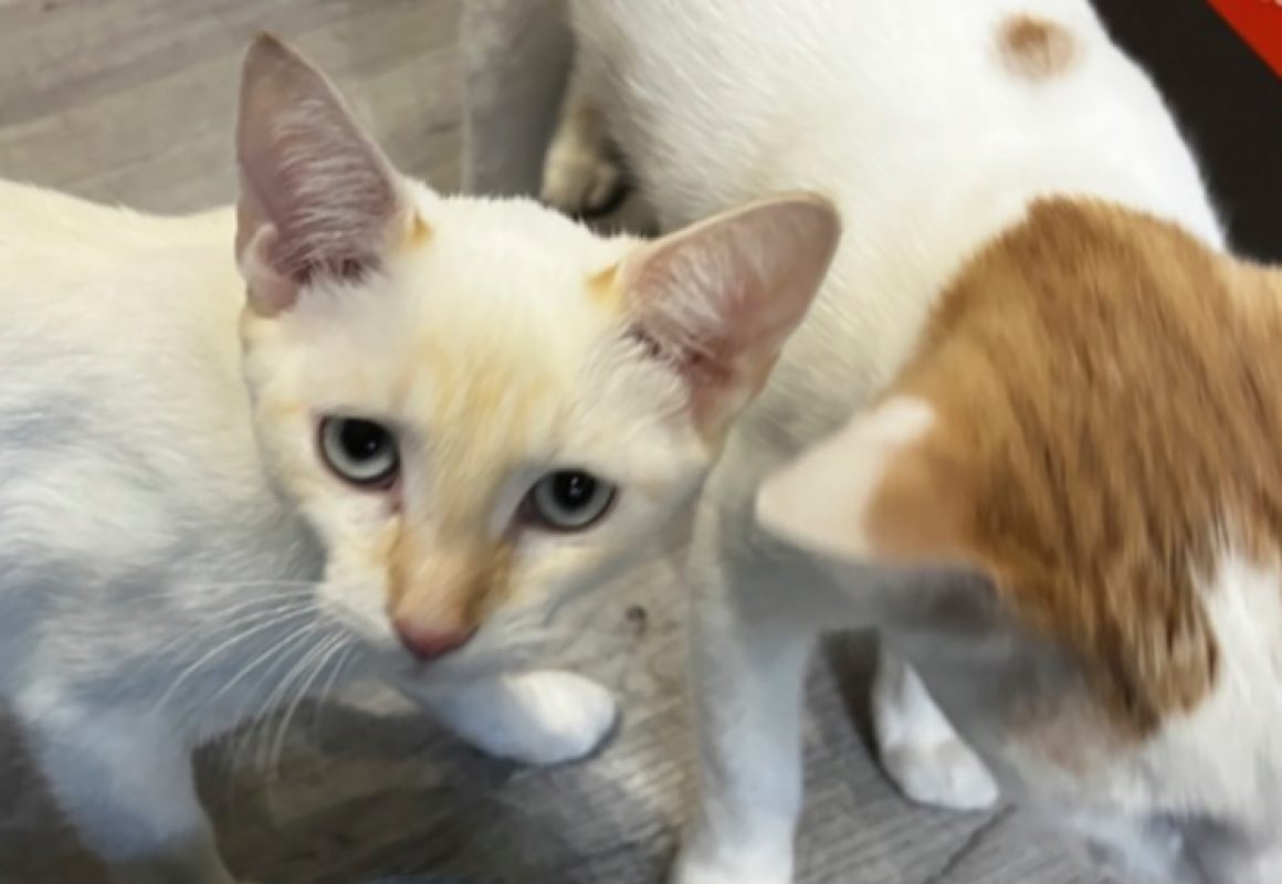 Burkina - Chat Européen à adopter