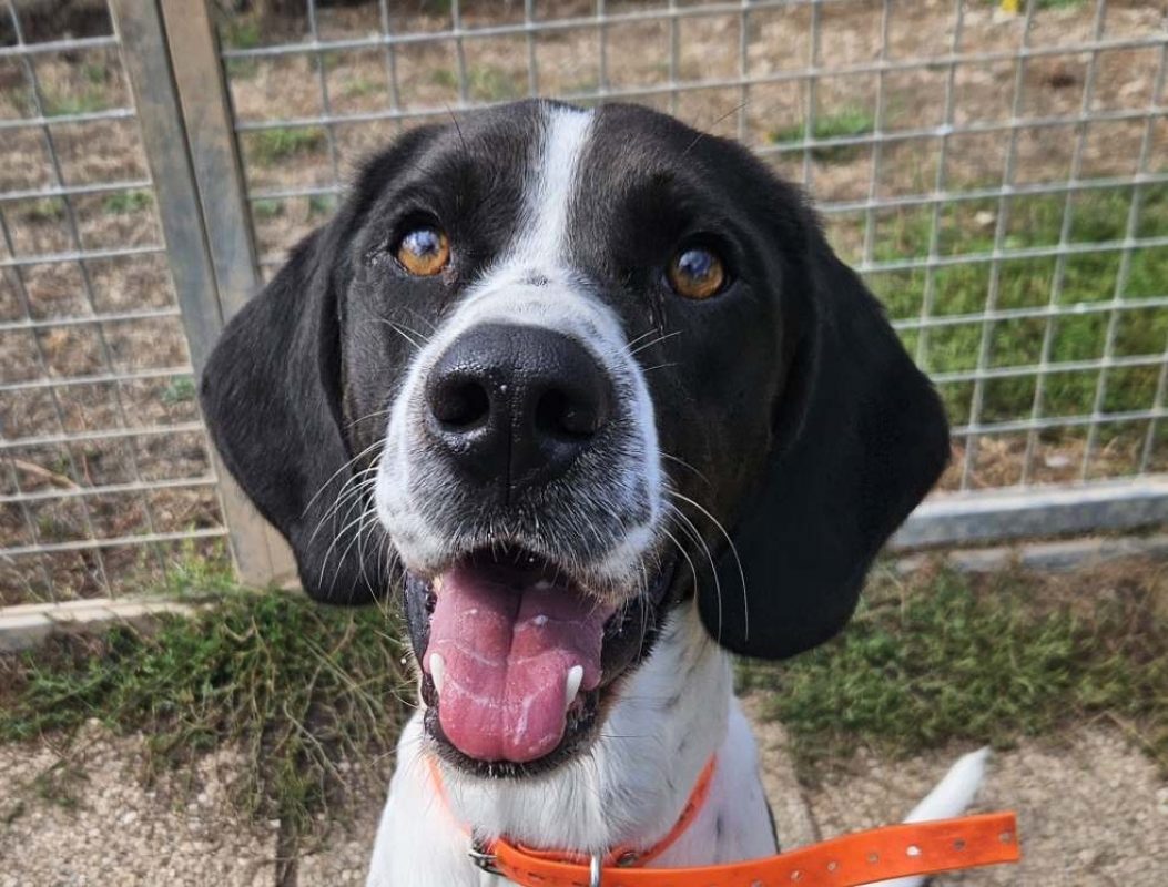 Samzun - Chien à adopter