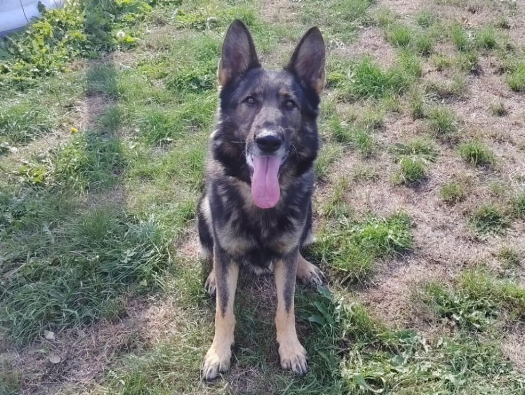 Python - Chien Berger Allemand à adopter