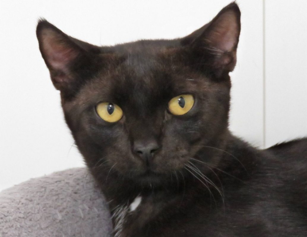 Baghera - Chat Européen à adopter