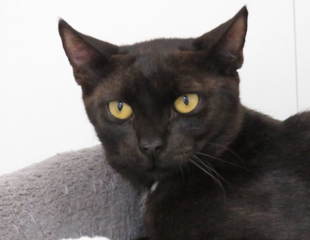 Baghera - Chat Européen à adopter - photo 2