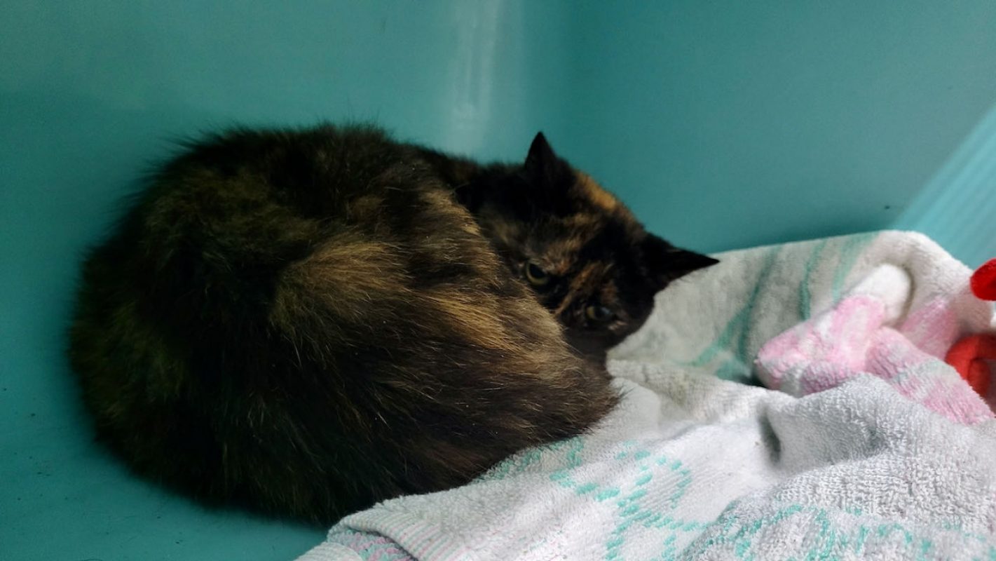 Betty - Chat Européen à adopter