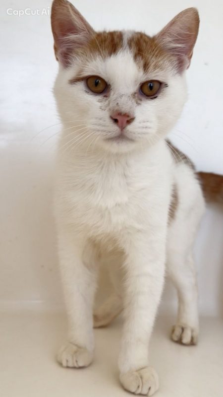 NINA - Chat à adopter