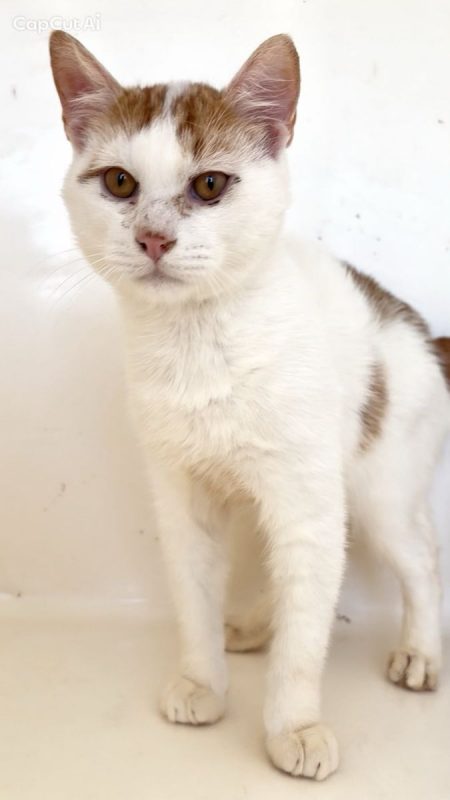 NINA - Chat à adopter - photo 2