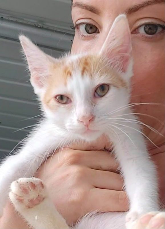 NINA - Chat à adopter - photo 2