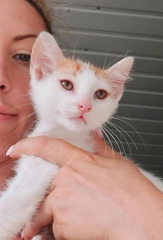 NINA - Chat à adopter - photo 4