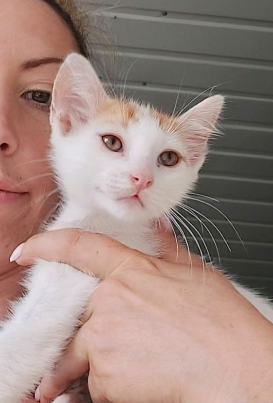 NINA - Chat à adopter