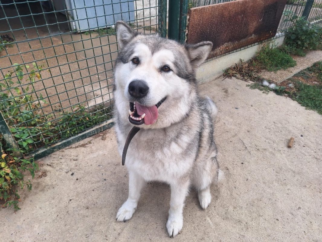 Ultra - Chien Malamute de l'Alaska à adopter