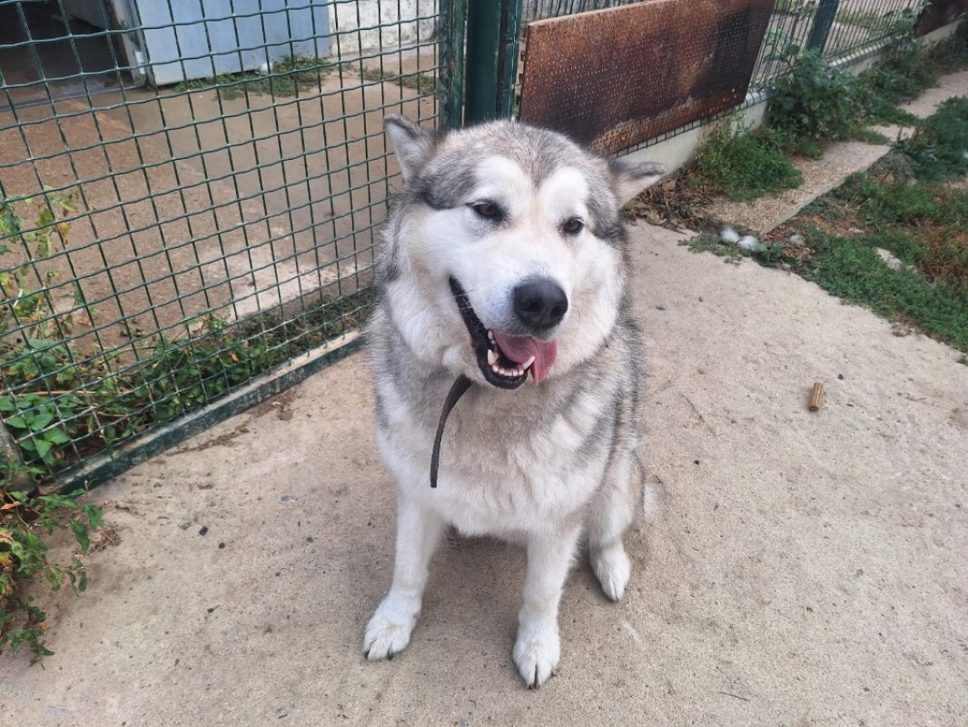 Ultra - Chien Malamute de l'Alaska à adopter - photo 2