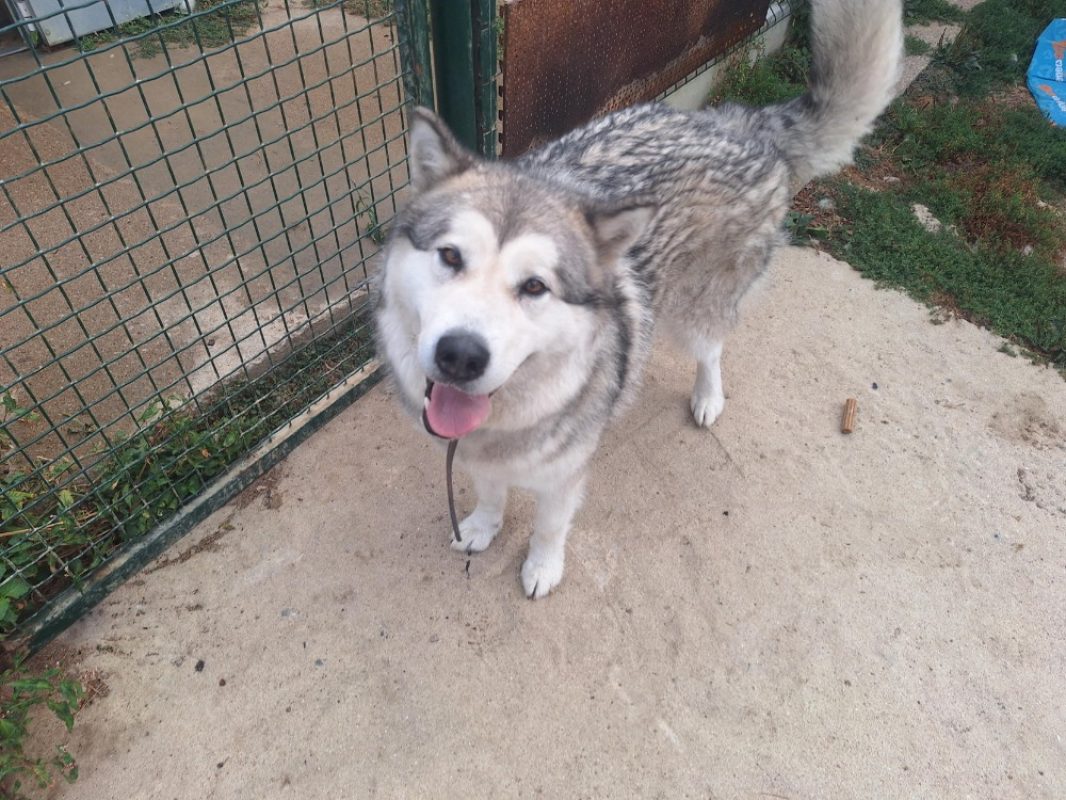 Ultra - Chien Malamute de l'Alaska à adopter - photo 3