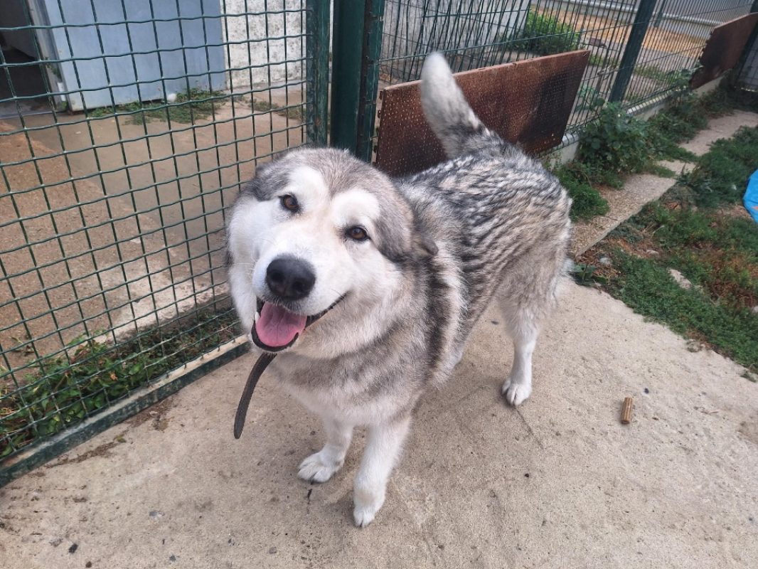 Ultra - Chien Malamute de l'Alaska à adopter - photo 4