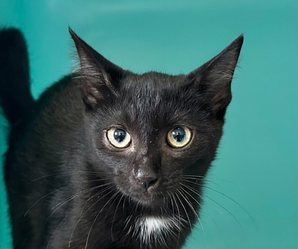 Raleigh - Chat Européen à adopter