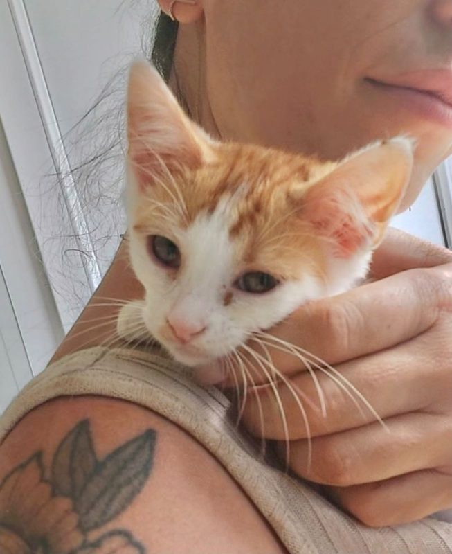 BLOOM - Chat à adopter - photo 2