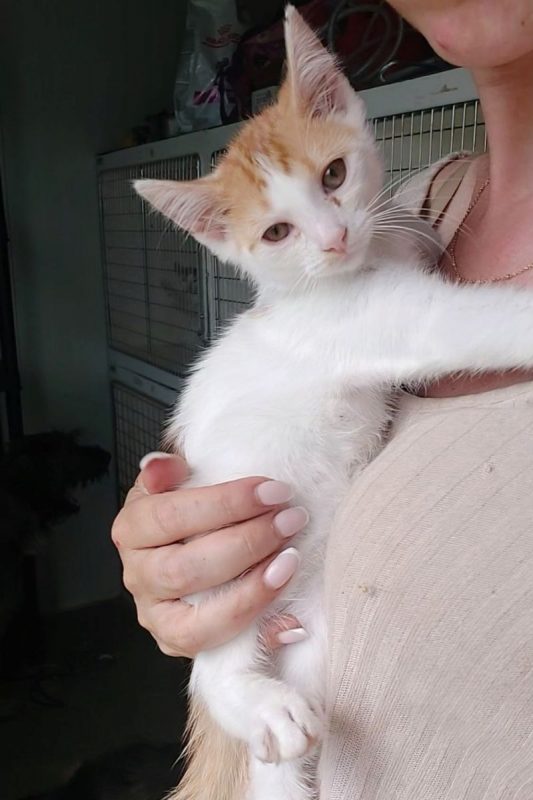 BLOOM - Chat à adopter