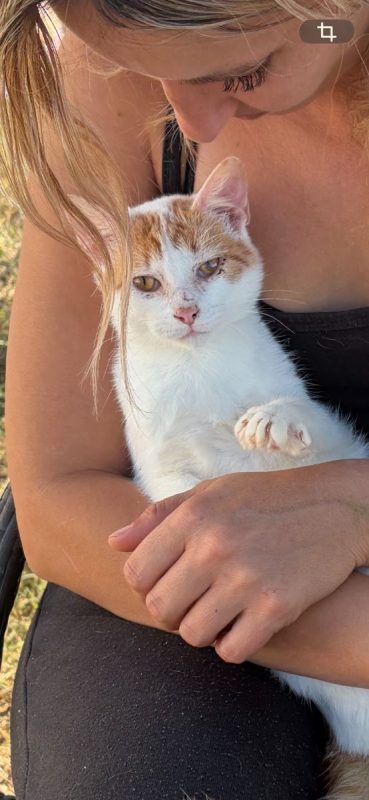 BLOOM - Chat à adopter