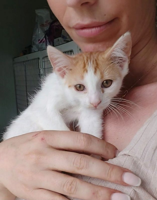 BLOOM - Chat à adopter - photo 4